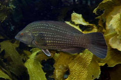 Notolabrus inscriptus