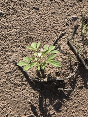 Polanisia dodecandra trachysperma