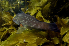 Notolabrus inscriptus