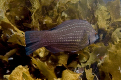 Notolabrus inscriptus