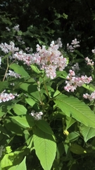 Koenigia campanulata