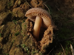 Inocybe dunensis