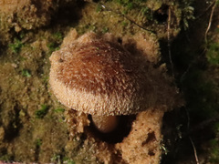 Inocybe dunensis