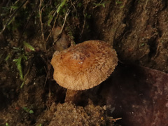 Inocybe dunensis