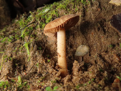 Inocybe dunensis