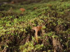 Omphalina galericolor