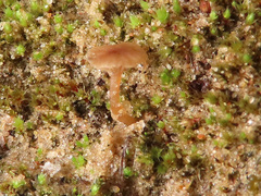 Omphalina galericolor