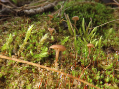 Omphalina galericolor