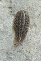 Phyllocaulis soleiformis