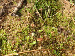 Omphalina galericolor