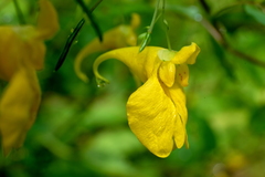 Impatiens noli-tangere