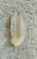 Phyllocaulis soleiformis