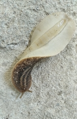 Phyllocaulis soleiformis