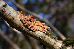 Hypocreopsis rhododendri