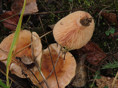 Lactarius pubescens