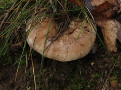 Lactarius pubescens