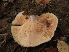 Lactarius pubescens