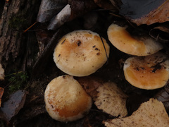 Lactarius pubescens