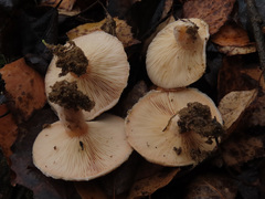 Lactarius pubescens