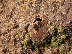 Geopora arenosa