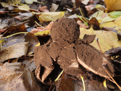 Geastrum melanocephalum