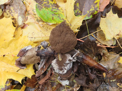 Geastrum melanocephalum