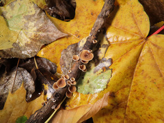 Schizophyllum amplum