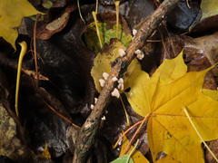 Schizophyllum amplum