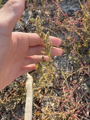 Atriplex cristata