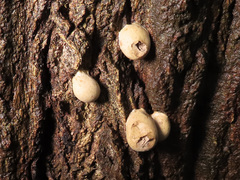 Lycogala flavofuscum