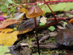 Conocybe arrhenii