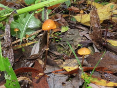 Conocybe arrhenii