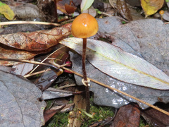 Conocybe arrhenii
