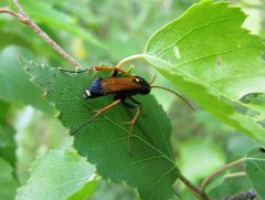 Parabatozonus lacerticida