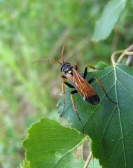 Parabatozonus lacerticida