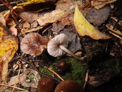 Pluteus nanus
