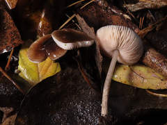Pluteus nanus