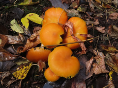 Pluteus variabilicolor