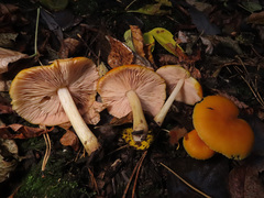 Pluteus variabilicolor