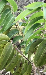 Casearia sylvestris