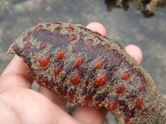 Holothuria inornata