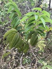 Casearia sylvestris