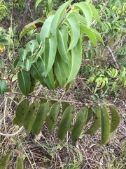 Casearia sylvestris
