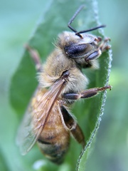 Apis mellifera