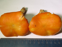 Pluteus variabilicolor