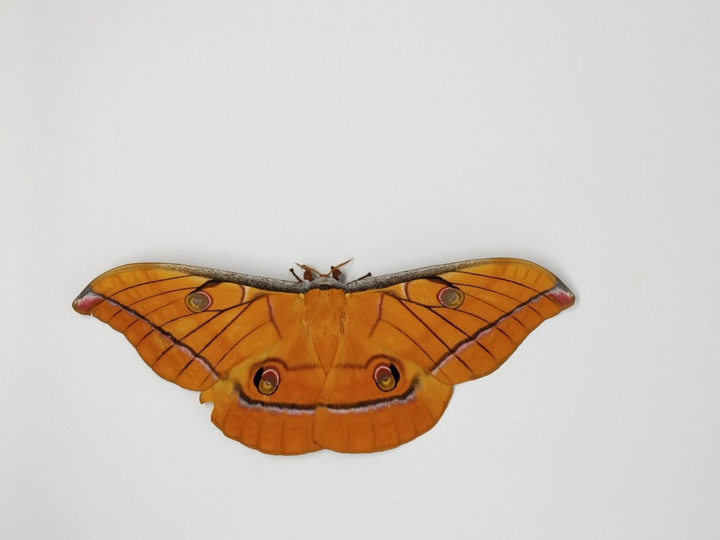Antheraea imperator