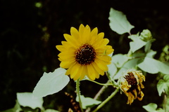 Helianthus annuus