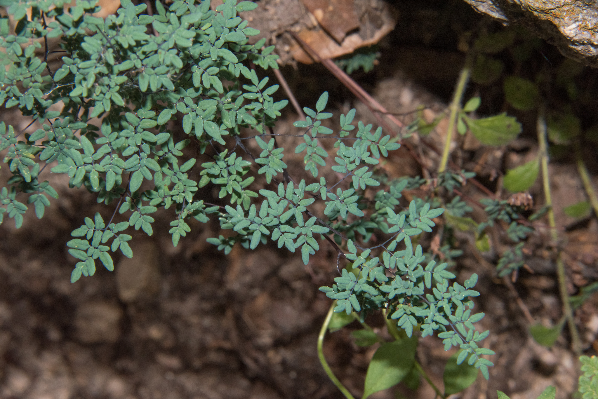 Argyrochosma limitanea