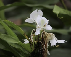 Hedychium coronarium image