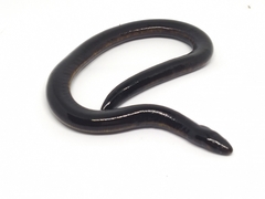 Ichthyophis hypocyaneus
